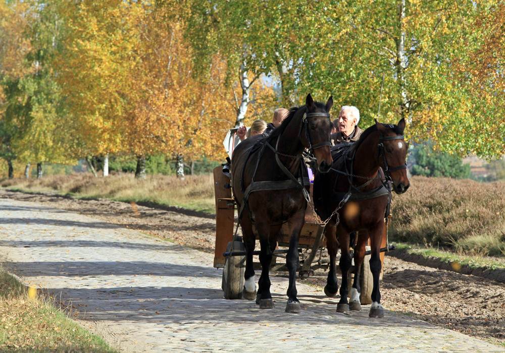 Kutschfahrten durch die Heide