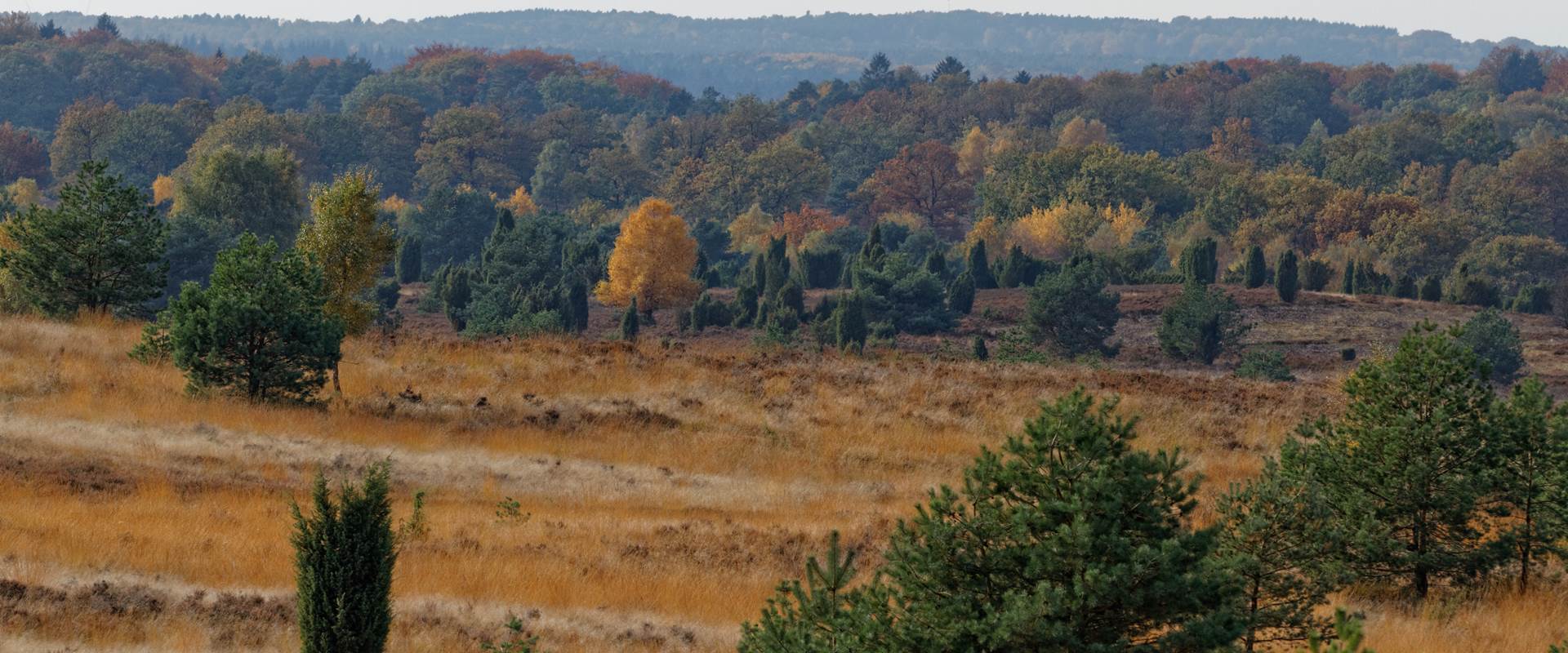 Die wunderschöne Lüneburger Heide